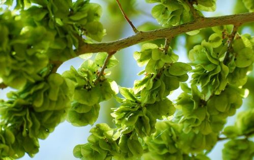 它的含铁量是菠菜7倍,在农村很多人摘,城里遇到别错过