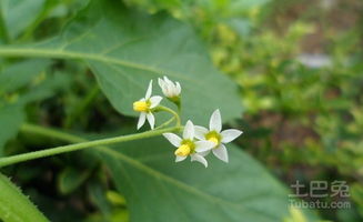 小叶草的功效与作用,标签：抗炎