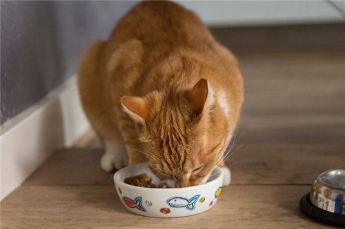 猫咪定期吃猫粮加晚上一顿自制粮，需要加一顿主食罐吗(放一大堆猫粮给猫自己吃)