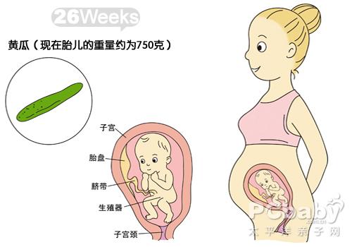 怀孕26周是几个月 宝宝多大吃什么好