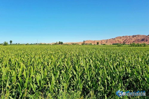 玉米制种基地介绍范文_酒泉为什么是制种基地？