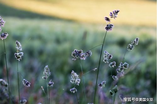 两周后,藕断丝连,情缘未了,3星座再续前缘,一生牵绊