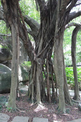 探秘小叶榛树：低调的森林宝藏