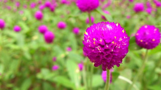 澳门花是什么花,香港澳门国花标志