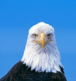 世界最优雅最强大的鹰类物种大盘点 