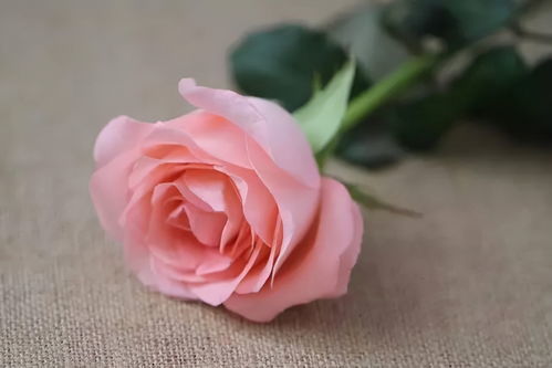 粉红色玫瑰花语是什么意思,粉色玫瑰代表什么花语