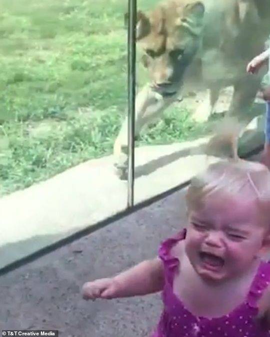 惊险 狮子突然飞扑过来 小女孩隔着玻璃墙被吓哭 