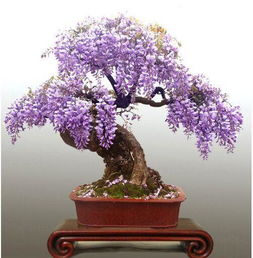 紫藤花盆栽种植方法,紫藤花树苗适合大盆栽还是小盆栽？