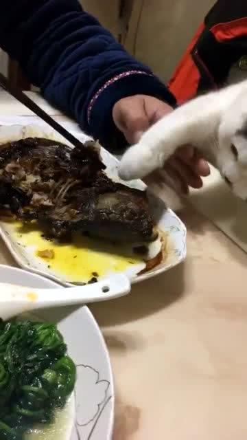 这位铲屎官,猫咪都这么跟你讨食了,你就给它吃一口吧 