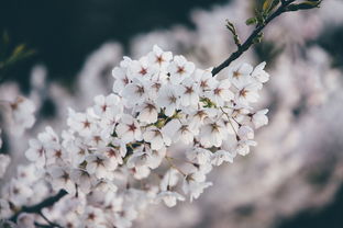 茶烟轻扬故人归——一叶茶叶，一段情，茶熟故人来的意思