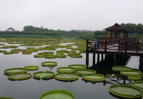 中国旅游景区大全之江苏荷塘月色湿地公园