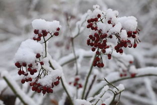 一场飘雪,一场梦