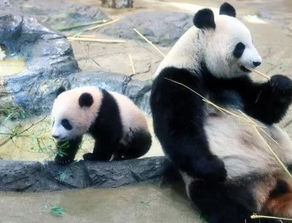 大熊猫香香开始与游客见面 想见需抽签 