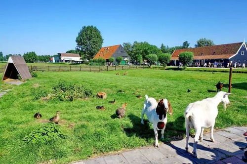 荷兰儿童最快乐 荷兰农场帮了不少忙