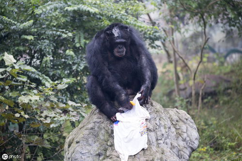 黑猩猩给饲养员洗衣服(猩猩饲养员该做什么)