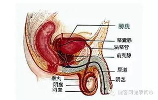 长期阴囊潮湿可致精子畸形 阴囊潮湿吃什么药 
