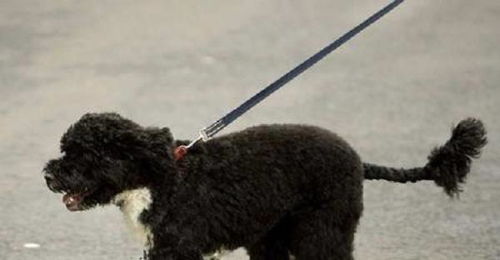 水手狗狗丨葡萄牙水犬怎么样 它能长多大
