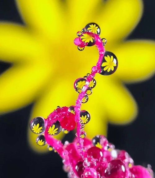 水珠花怎么养,水珠花是一种美丽的花卉，其独特的水滴形花瓣和清新的香气深受人们的喜爱