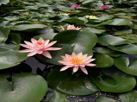 水生荷花盆景价格 水生荷花盆景批发 水生荷花盆景厂家 