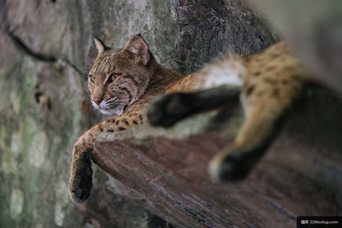 山猫 猫 动物 动物园 自然 野生 动物摄影图片 