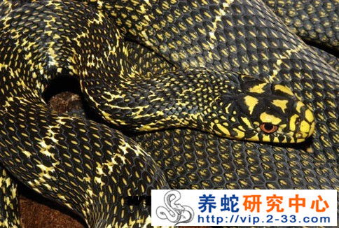 蛇的繁殖习性与人工孵化方法,蛇的生殖方式有硬壳保护吗