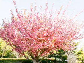 看樱花何必跑去青岛,有一个绝美的赏樱花圣地就在威海人的身边 