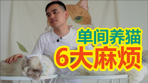 小单间养猫 6大麻烦等着你 都是我惨痛的教训 