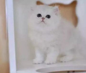 图 仙女猫金吉拉 幼猫出售 纯种猫咪无病无癣 郑州宠物猫 