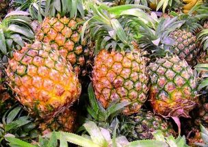 种植高产菠萝的施肥技巧有哪些