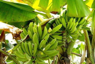 香蕉树的养殖方法,香蕉树的栽培技术？