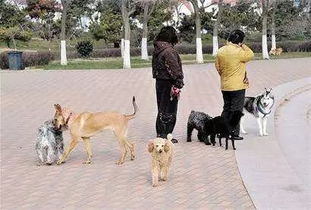 徐州养犬的注意了 已有377只违规犬被收容,近一半因不栓绳 