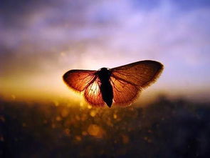 关于蝴蝶的美丽诗句