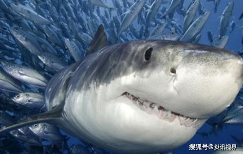 海中霸主之一的鲨鱼,为何却斗不过海豚