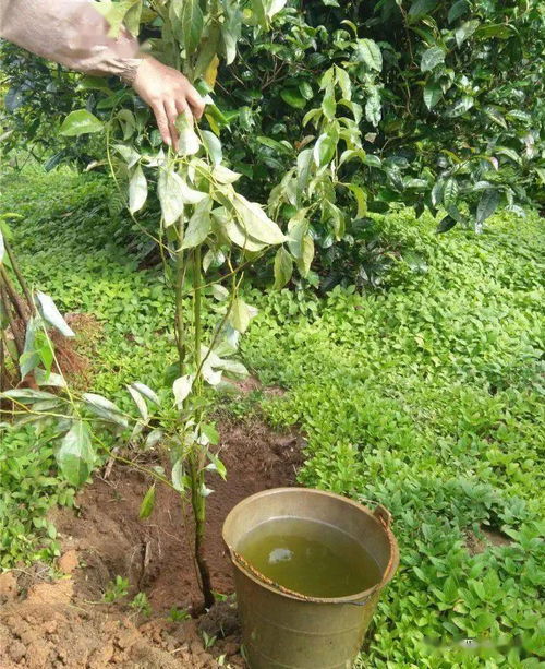 补植复绿齐动手 保护生态我先行