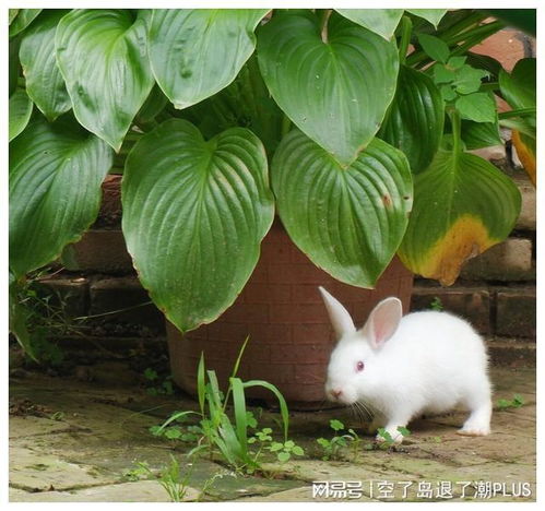 两只小白兔的故事