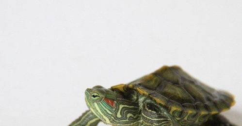 怎么挑巴西龟 巴西龟怎么养