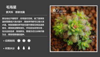 多肉植物种子怎么种,多肉植物的种子怎么种?