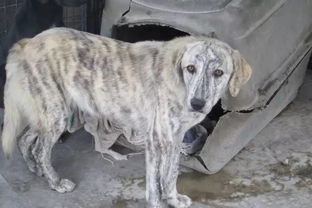 在阿富汗,由于很多吸毒者的存在,狗狗也被迫染上了毒瘾 
