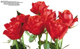 玫瑰花束0074 玫瑰花束图 鲜花图库 红玫瑰 Rose 养花 