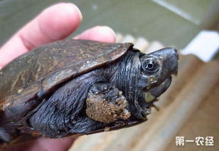 东方泥龟和头盔蛋龟区别