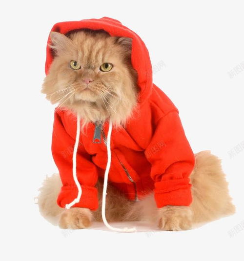 红色衣服的宠物猫 创意素材 宠物猫素材 