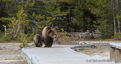 在野外遇到棕熊攻击时,装死是否能救下自己一条命