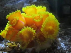 炮仗花珊瑚怎么养,珊瑚怎么日常保养啊