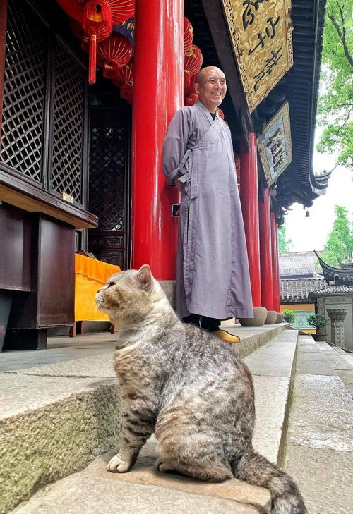 急寻惠山寺那只网红猫 大师兄 ,它又不见了