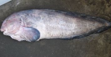 请问这是什么鱼 