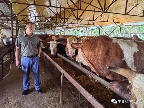 中国肉牛产业实践经典语录