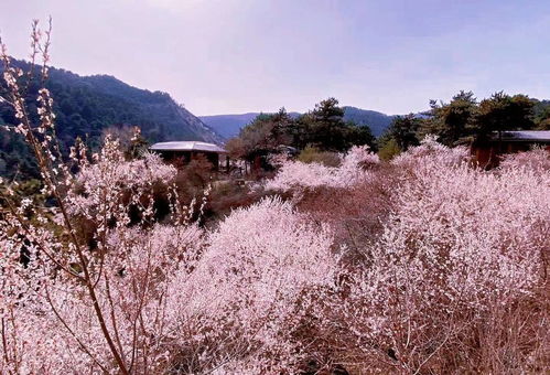 太原杜儿坪桃花沟门票,太原杜儿坪桃花沟游玩攻略 360地图 