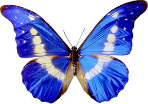 荷兰研究发现纳米结构造就蝴蝶之美