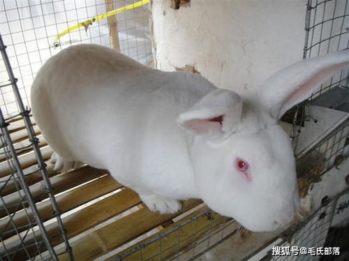 养兔技术 依据獭兔的生物学特性进行规范化饲养管理