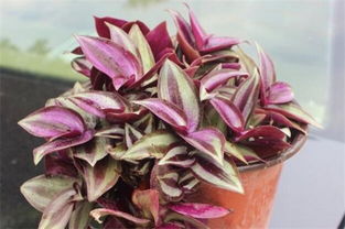 紫吊兰的养殖方法和注意事项,紫色吊兰用高盆还是浅盆好？